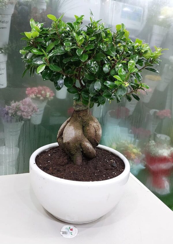 60cm Ficus Bonsai Plant - Elegant Indoor Greenery.