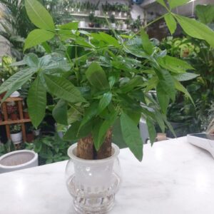 Hydroponic Money Tree plant thriving in a modern indoor setting, perfect for home decor and low-maintenance greenery in Dubai.