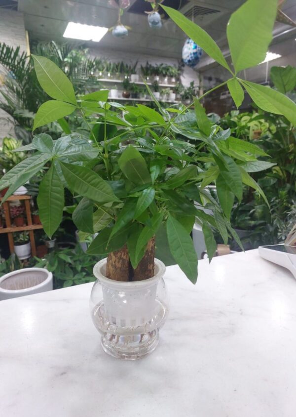 Hydroponic Money Tree plant thriving in a modern indoor setting, perfect for home decor and low-maintenance greenery in Dubai.