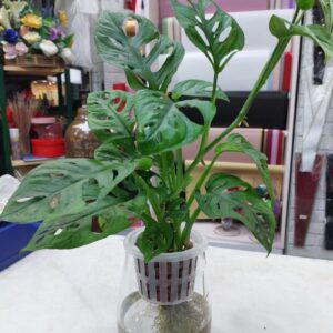 Hydroponic Monstera Adansonii Indoor Plant in a stylish glass container