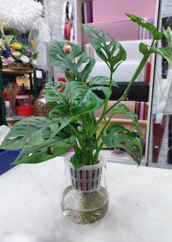 Hydroponic Monstera Adansonii Indoor Plant in a stylish glass container