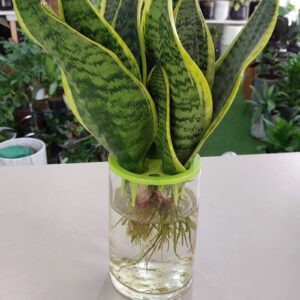 Hydroponic Snake Plant in a Modern Container - Perfect for Dubai Interiors