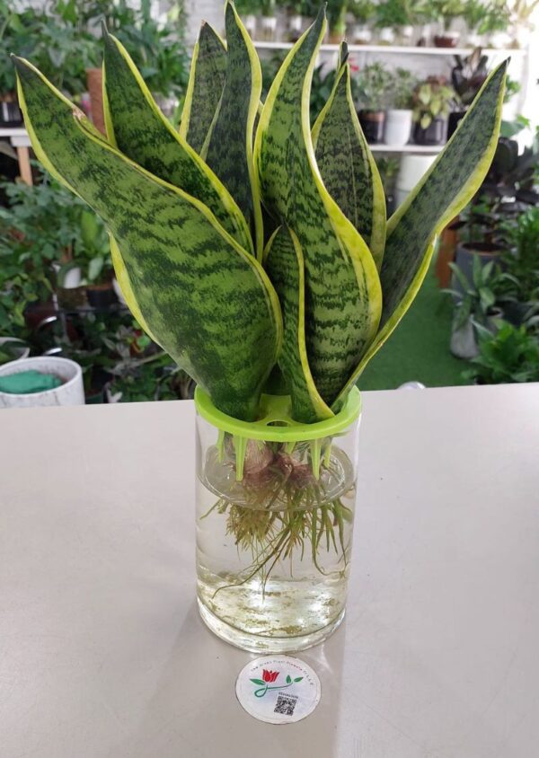 Hydroponic Snake Plant in a Modern Container - Perfect for Dubai Interiors