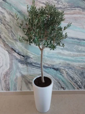 Indoor olive tree plant in Dubai and Sharjah - green foliage, ideal for home decor.