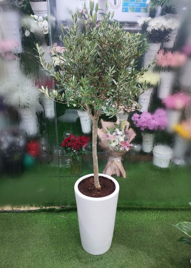 Buy Premium Indoor Olive Tree | Mediterranean Elegance for Your ...