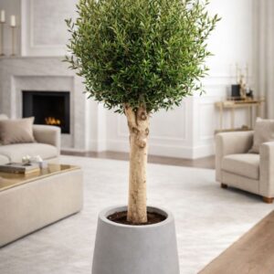 Olive Tree Plant in a grey pot, perfect for home and office decor in Dubai, known for its lush foliage and low maintenance needs.