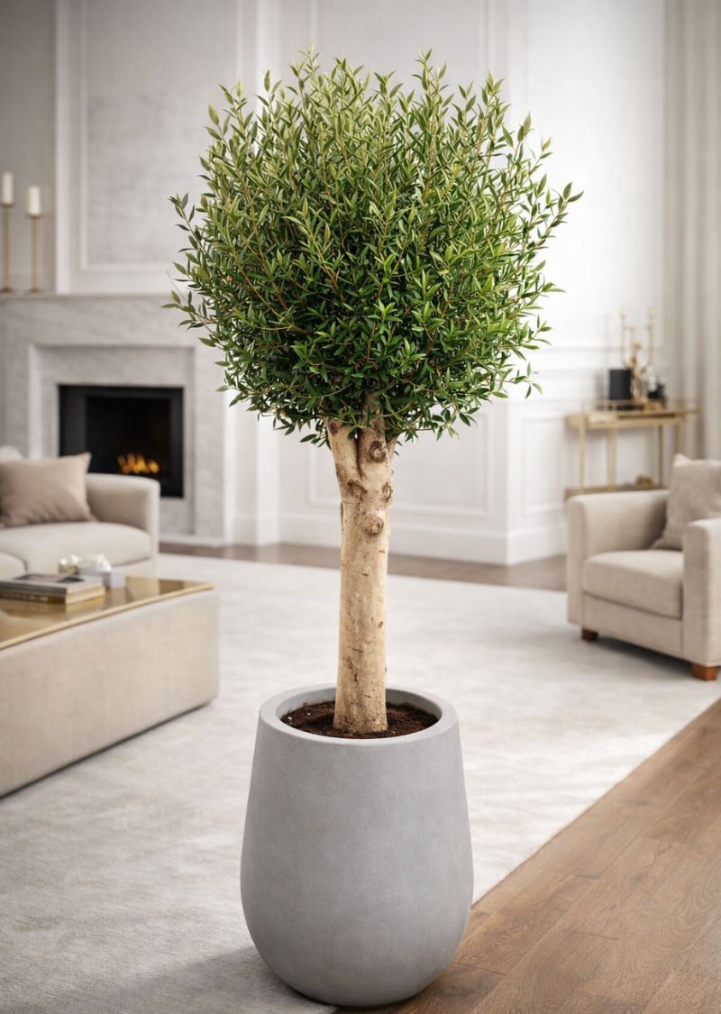 Olive Tree Plant in a grey pot, perfect for home and office decor in Dubai, known for its lush foliage and low maintenance needs.