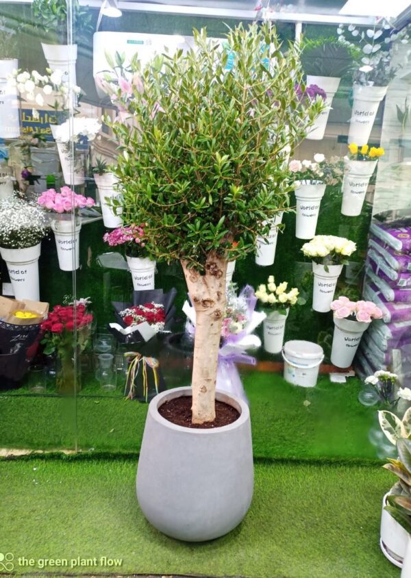 Olive Tree Plant in a grey pot, perfect for home and office decor in Dubai, known for its lush foliage and low maintenance needs.