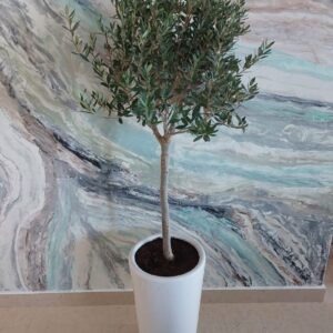 Indoor olive tree plant in Dubai - green foliage, ideal for home decor