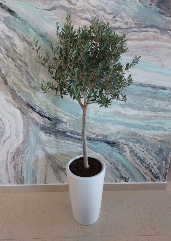 Indoor olive tree plant in Dubai - green foliage, ideal for home decor