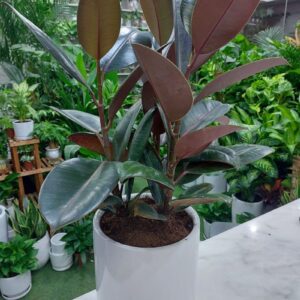 Indoor Rubber Plant with lush green leaves