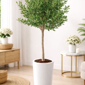 Indoor olive tree - Lush Mediterranean plant for home decor, buy online in Dubai