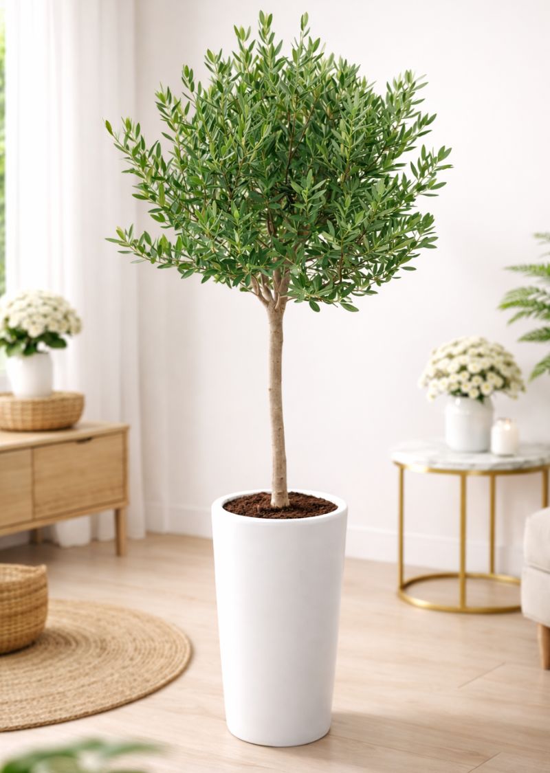 Indoor olive tree - Lush Mediterranean plant for home decor, buy online in Dubai
