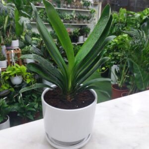 Healthy Clivia Miniata Plant for Home Decor.