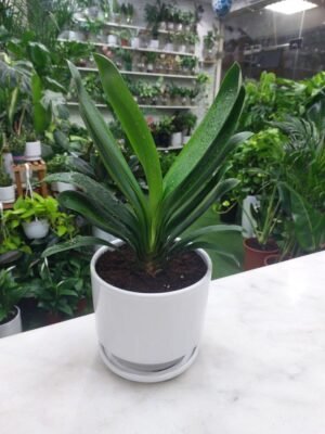 Healthy Clivia Miniata Plant for Home Decor.