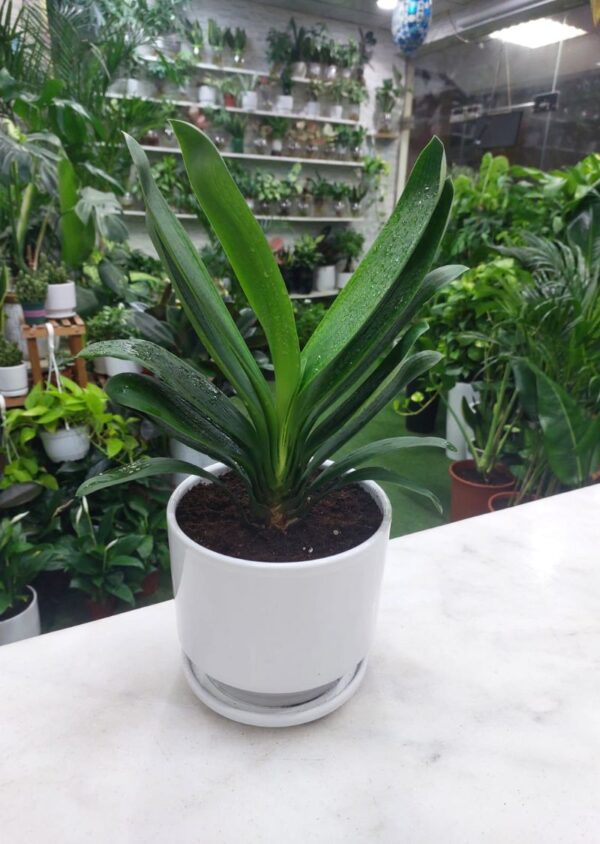 Healthy Clivia Miniata Plant for Home Decor.