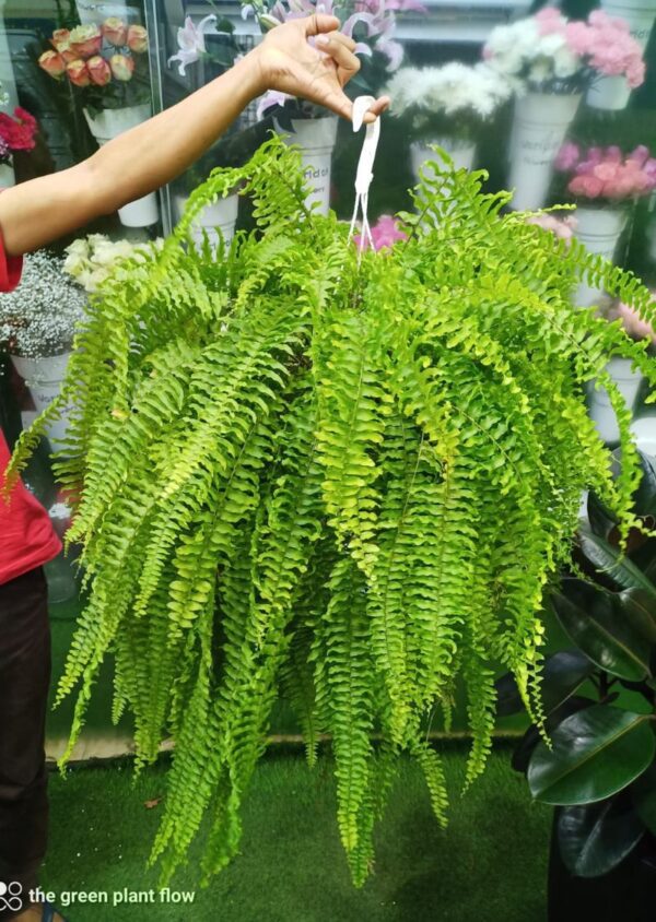 Boston Fern Adding Greenery to Indoor Space