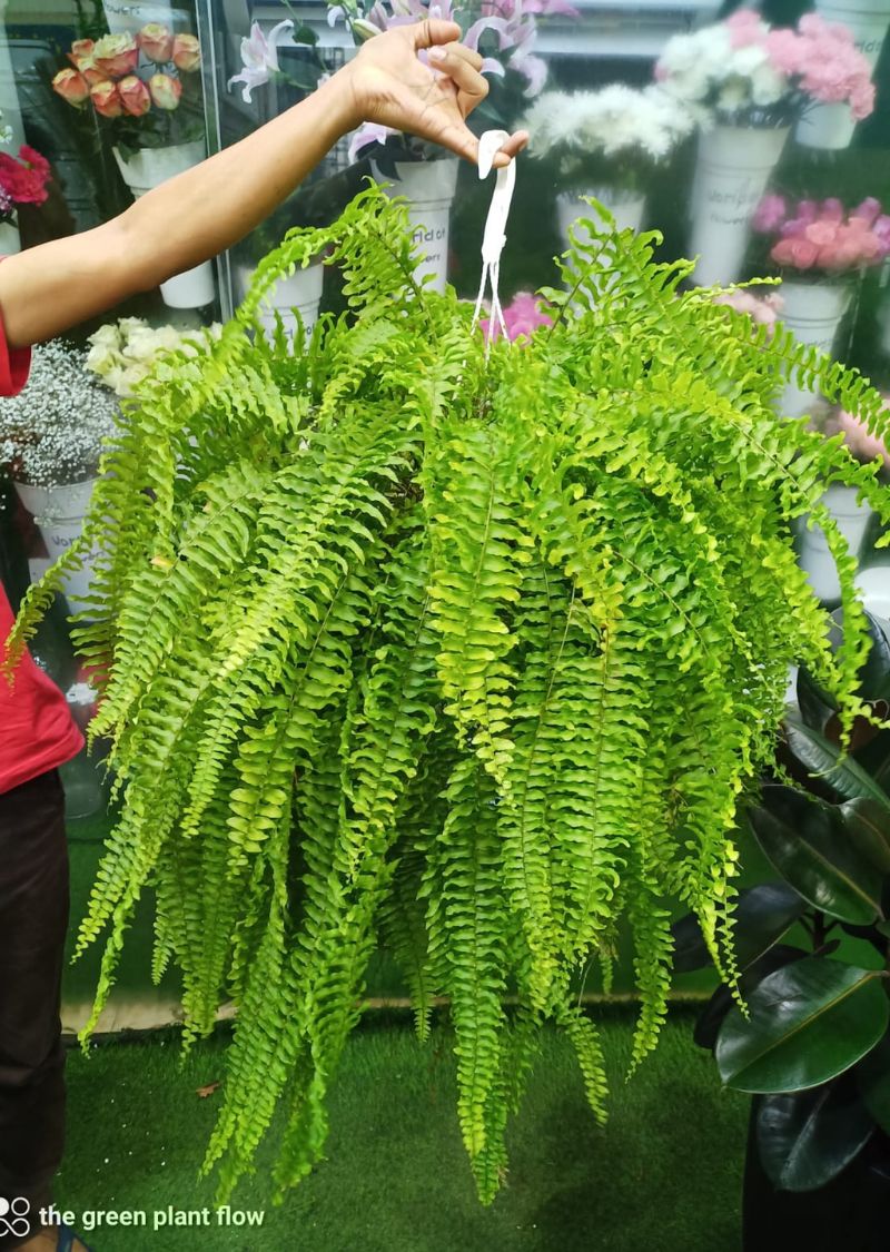 Boston Fern Plant