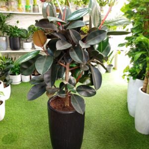 Rubber Plant (Ficus Elastica) in a stylish black pot displayed in an indoor setting.
