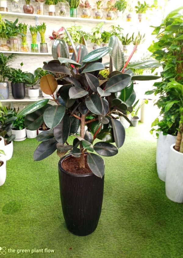 Rubber Plant (Ficus Elastica) in a stylish black pot displayed in an indoor setting.