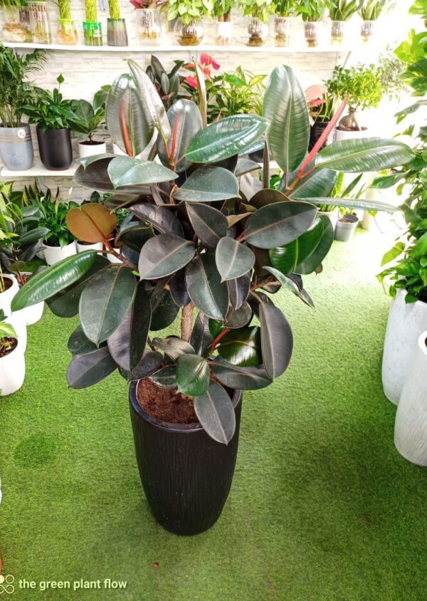 Rubber Plant (Ficus Elastica) in a stylish black pot displayed in an indoor setting.