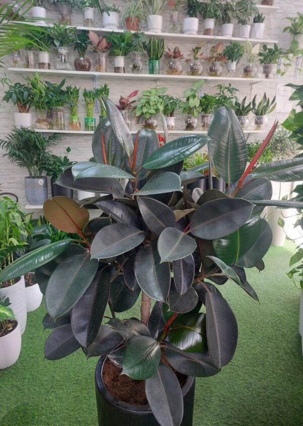 Rubber Plant (Ficus Elastica) in a stylish black pot displayed in an indoor setting.