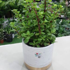 Jade plant (Crassula ovata) for sale – indoor succulent