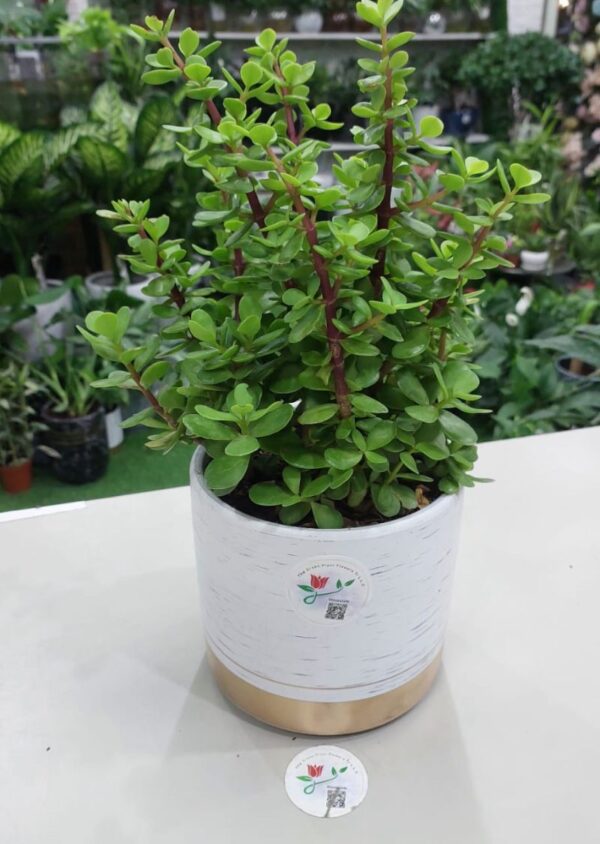 Jade plant (Crassula ovata) for sale – indoor succulent