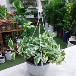 N Joy Pothos plant with variegated green and white leaves in a hanging pot, perfect for indoor home decor and air purification