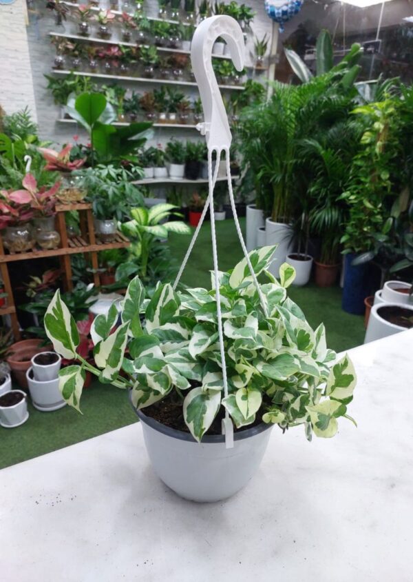 N Joy Pothos plant with variegated green and white leaves in a hanging pot, perfect for indoor home decor and air purification