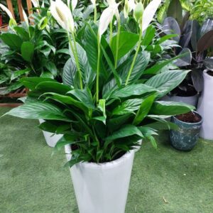 Peace lily plant (Spathiphyllum) for sale – indoor air purifier