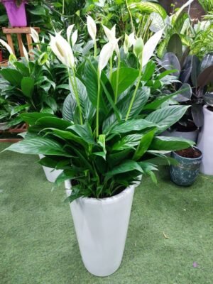 Peace lily plant (Spathiphyllum) for sale – indoor air purifier