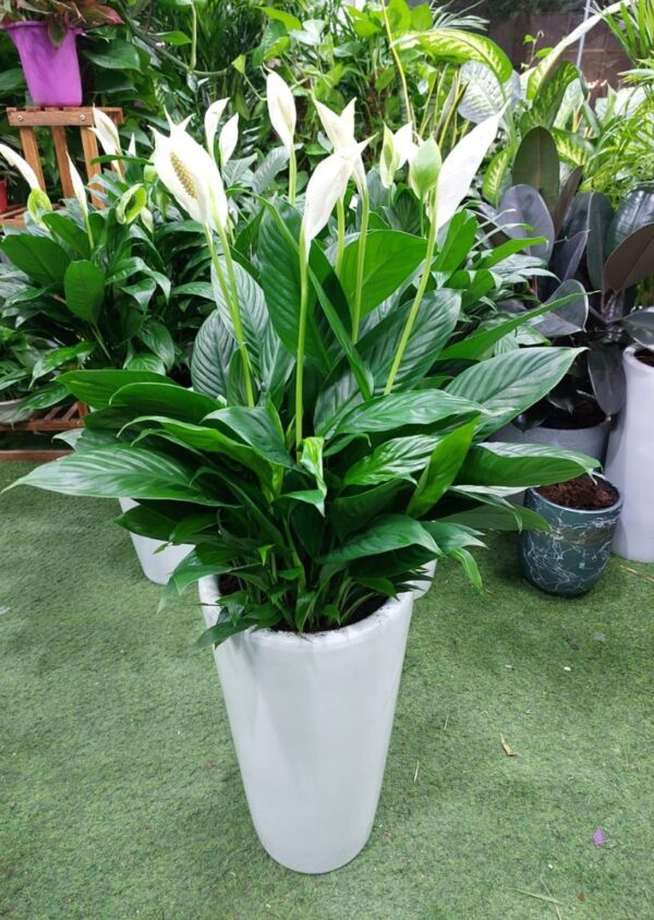 Peace lily plant (Spathiphyllum) for sale – indoor air purifier