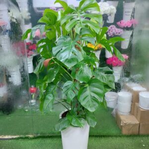 Large Monstera Deliciosa indoor plant in a white pot for home and office decor in Dubai.