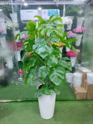 Large Monstera Deliciosa indoor plant in a white pot for home and office decor in Dubai.