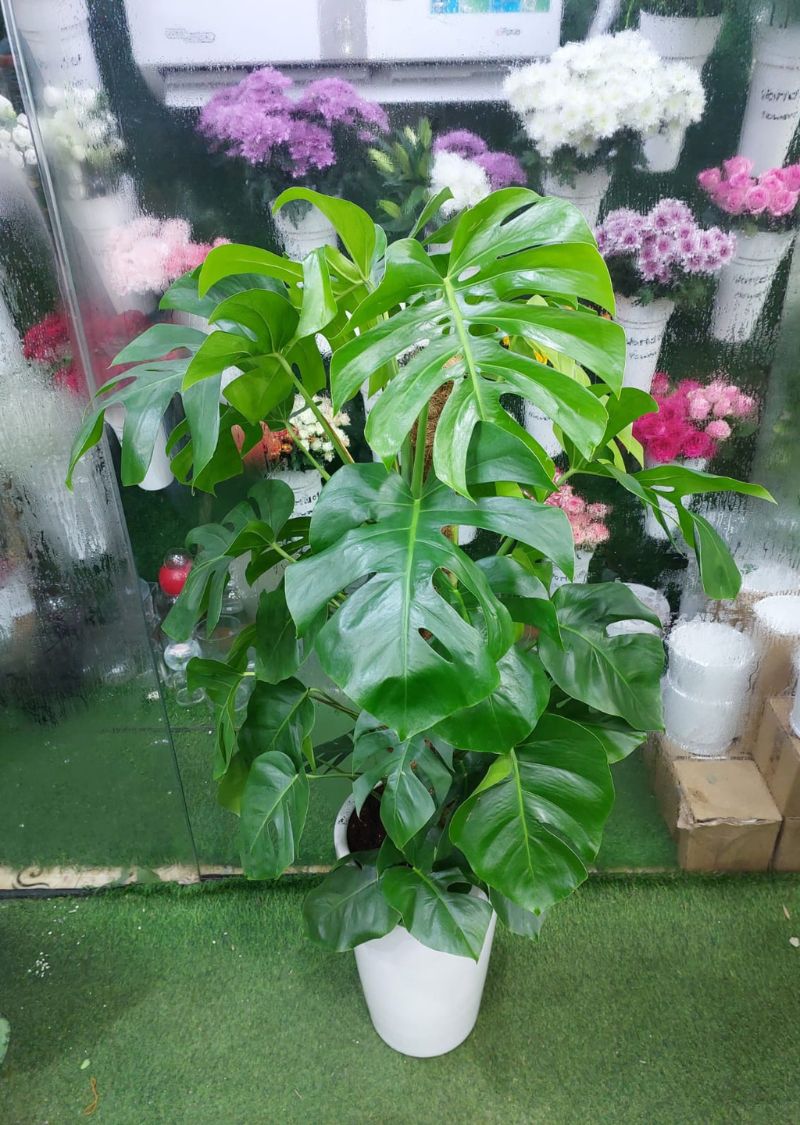 Monstera Deliciosa – Large Indoor Plant for Home and Office Decor in Dubai