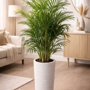 Areca Palm Plant in a white ceramic pot - Lush indoor greenery for home and office in Dubai, air-purifying and low-maintenance plant.
