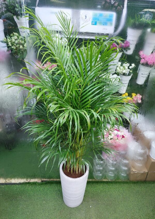 Areca Palm Plant, Indoor Plants Dubai, Buy Indoor Plants Dubai, Greenery for Home Dubai, Office Plants Dubai, Air-Purifying Plants, Indoor Green Plants, Lush Palm Plant, Easy Care Plants, Indoor Palm Dubai