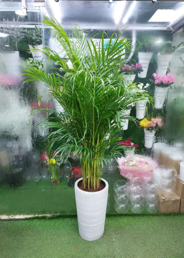 Areca Palm Plant in a white ceramic pot - Lush indoor greenery for home and office in Dubai, air-purifying and low-maintenance plant.