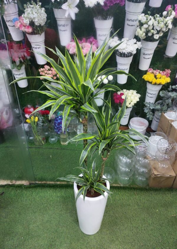 Dracaena Lemon Lime Plant in a sleek white planter, perfect for indoor spaces