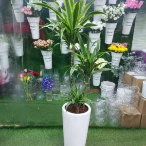 Dracaena Lemon Lime Plant in a sleek white planter, perfect for indoor spaces