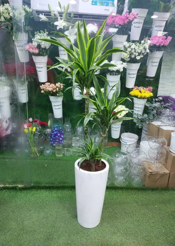 Dracaena Lemon Lime Plant in a sleek white planter, perfect for indoor spaces