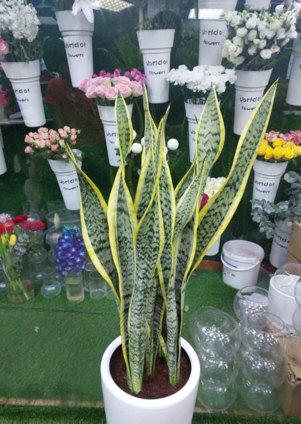 Shop the elegant Dracaena Sansevieria plant in a white planter, perfect for adding style and greenery to any indoor space. Known for its air-purifying qualities, this low-maintenance plant is ideal for homes and offices. Available for delivery in Dubai.