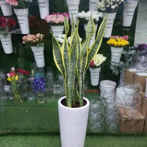 Dracaena Sansevieria plant in a sleek white planter, surrounded by beautiful flower bouquets in a store display