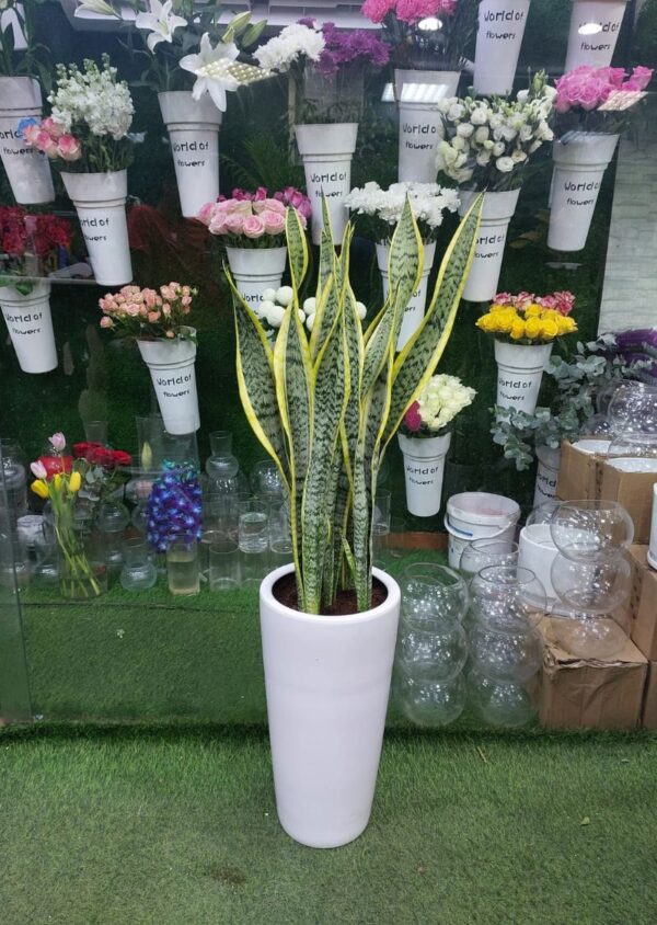 Dracaena Sansevieria plant in a sleek white planter, surrounded by beautiful flower bouquets in a store display