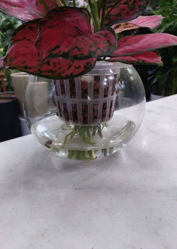 Hydroponic Pink-Red Aglaonema Plant in a modern clear container, showcasing vibrant pink and red foliage against a white background.