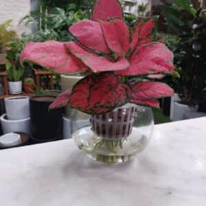 Hydroponic Pink-Red Aglaonema Plant in a modern clear container, showcasing vibrant pink and red foliage against a white background.