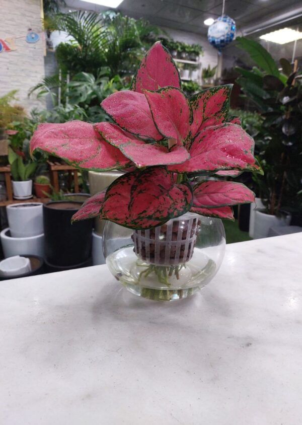 Hydroponic Pink-Red Aglaonema Plant in a modern clear container, showcasing vibrant pink and red foliage against a white background.