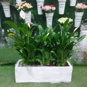 Peace Lily plants in a white rectangular planter, air-purifying indoor plants for offoce and homes.