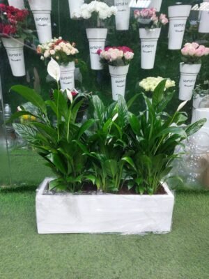 Peace Lily plants in a white rectangular planter, air-purifying indoor plants for offoce and homes.